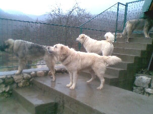 Ala, Volano, Luna et Maxica